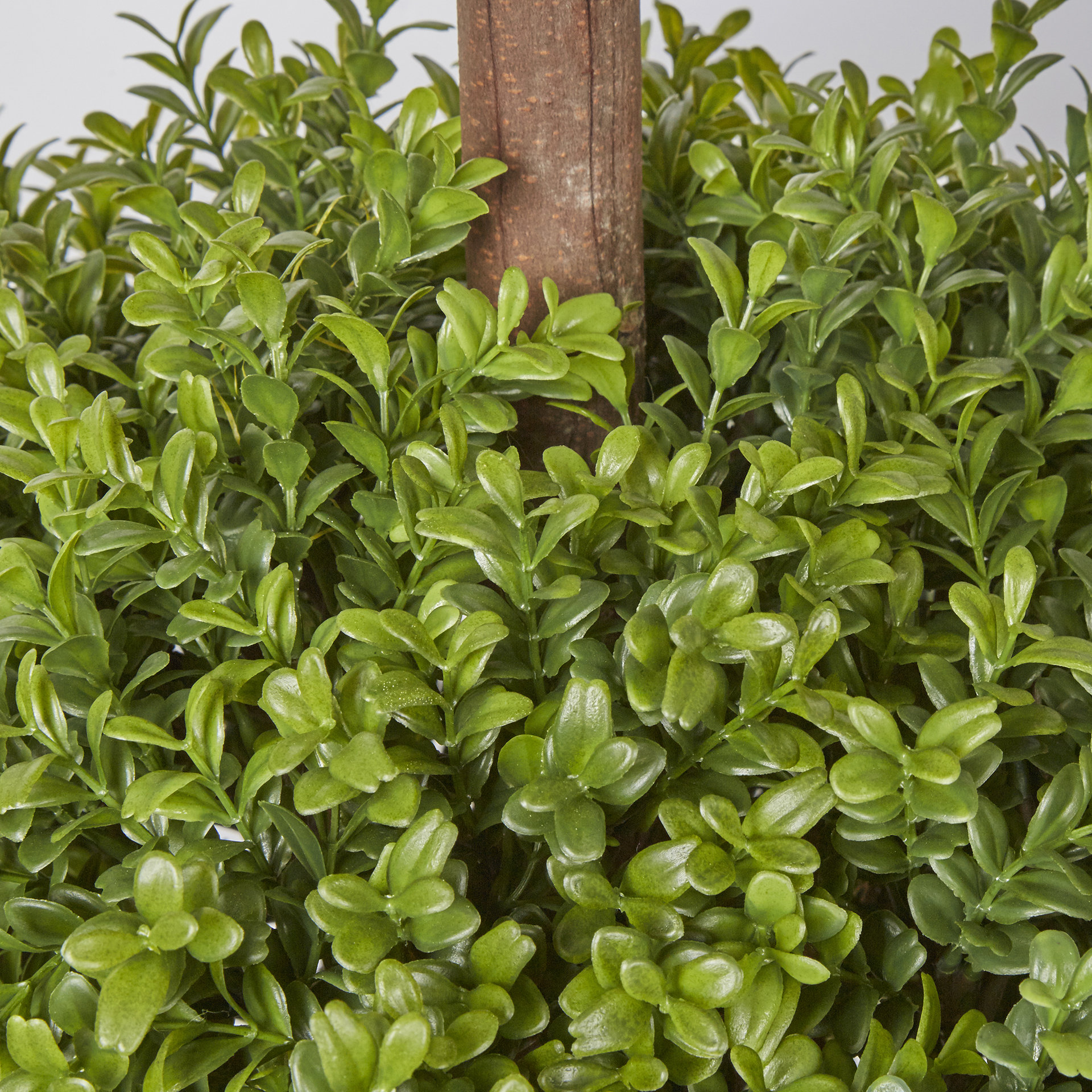 Darby Home Co Boxwood Triple Ball Tree Round Topiary in Pot Wayfair